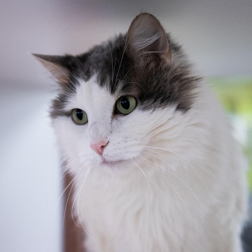 Enlarge Dolly, a Adoptable mixed breed in Saint Cloud, MN image 4/4