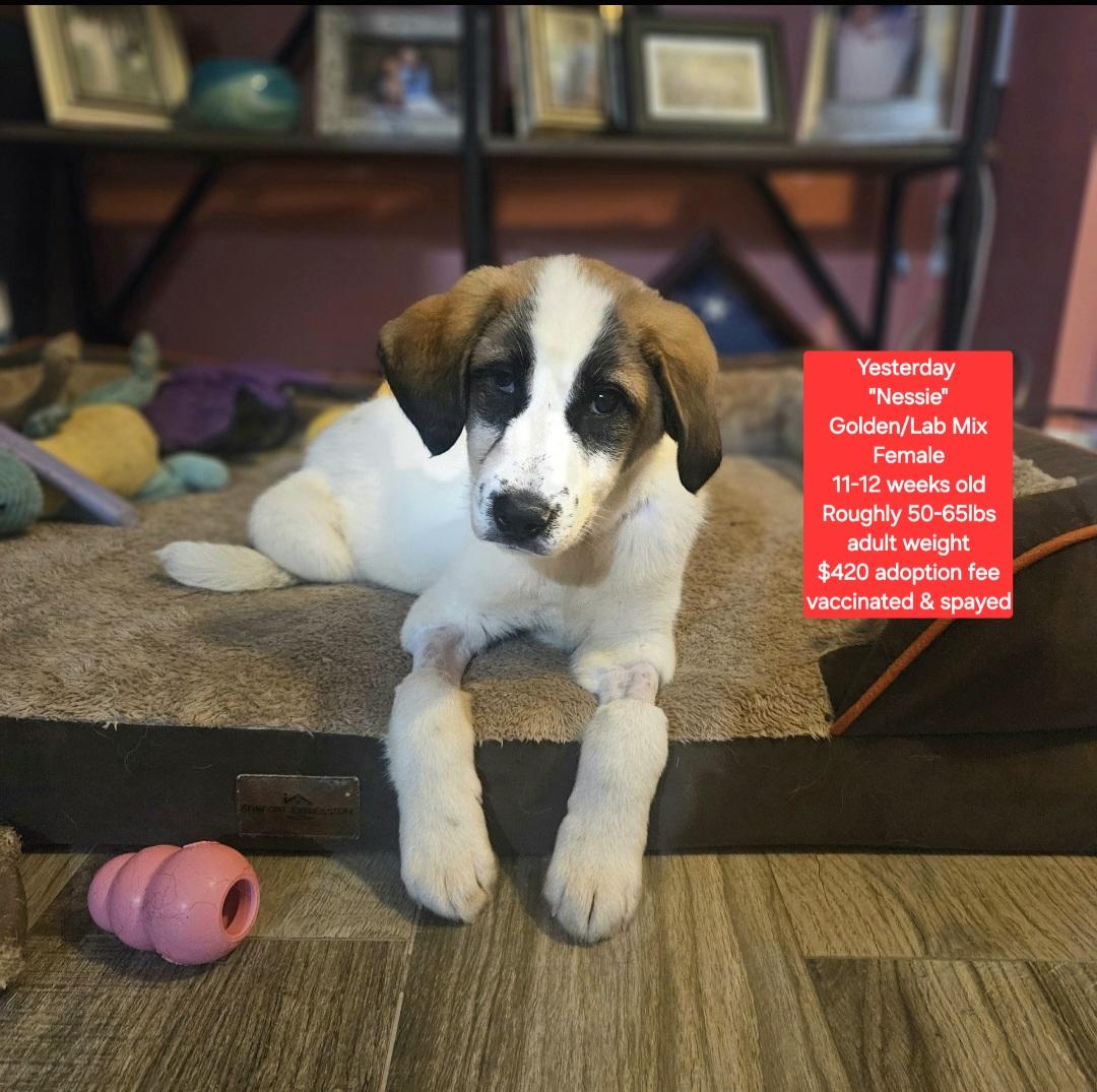 Enlarge Yesterday "Nessie", a ADOPTABLE mixed breed in Oviedo, FL image 1/4