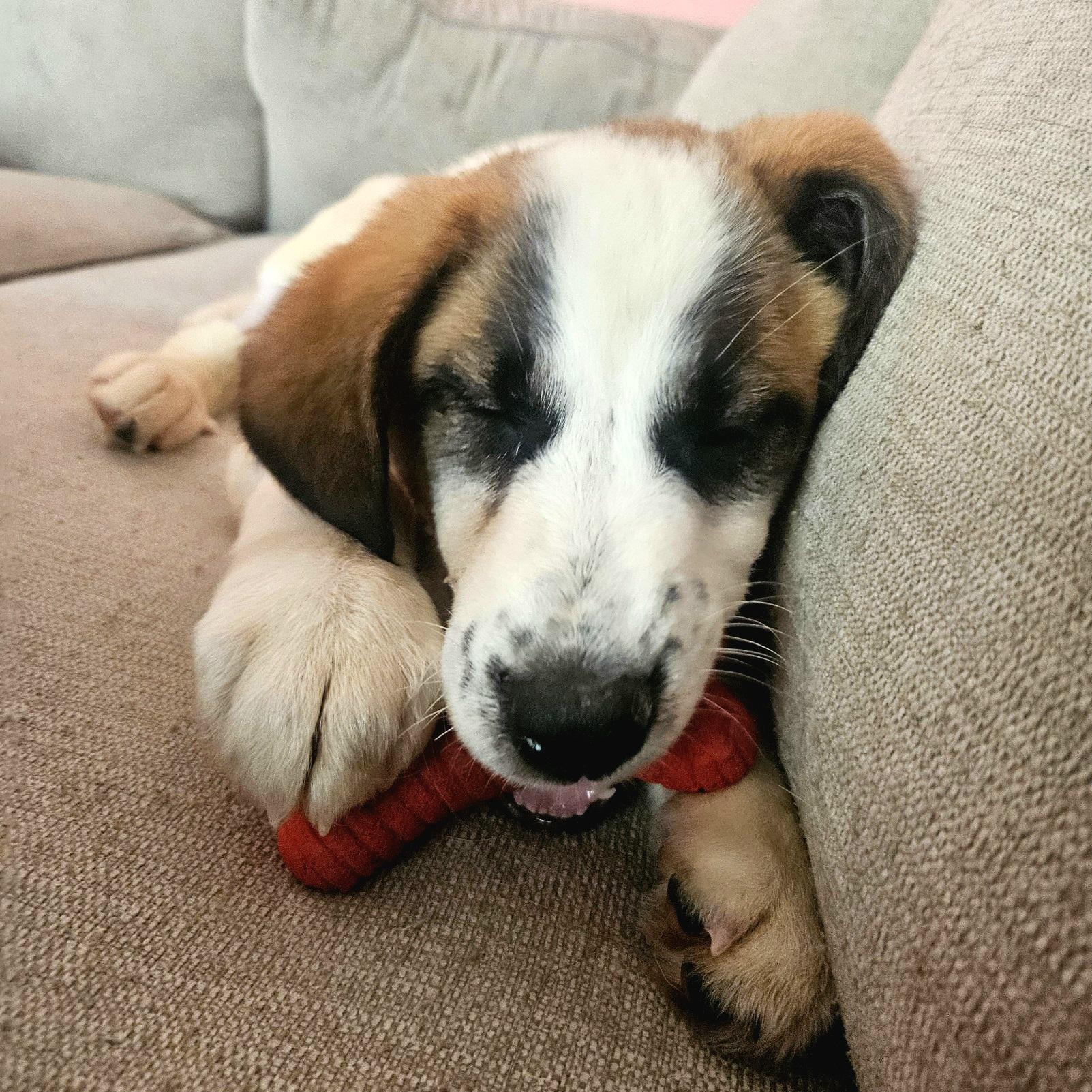 Enlarge Yesterday "Nessie", a ADOPTABLE mixed breed in Oviedo, FL image 3/4