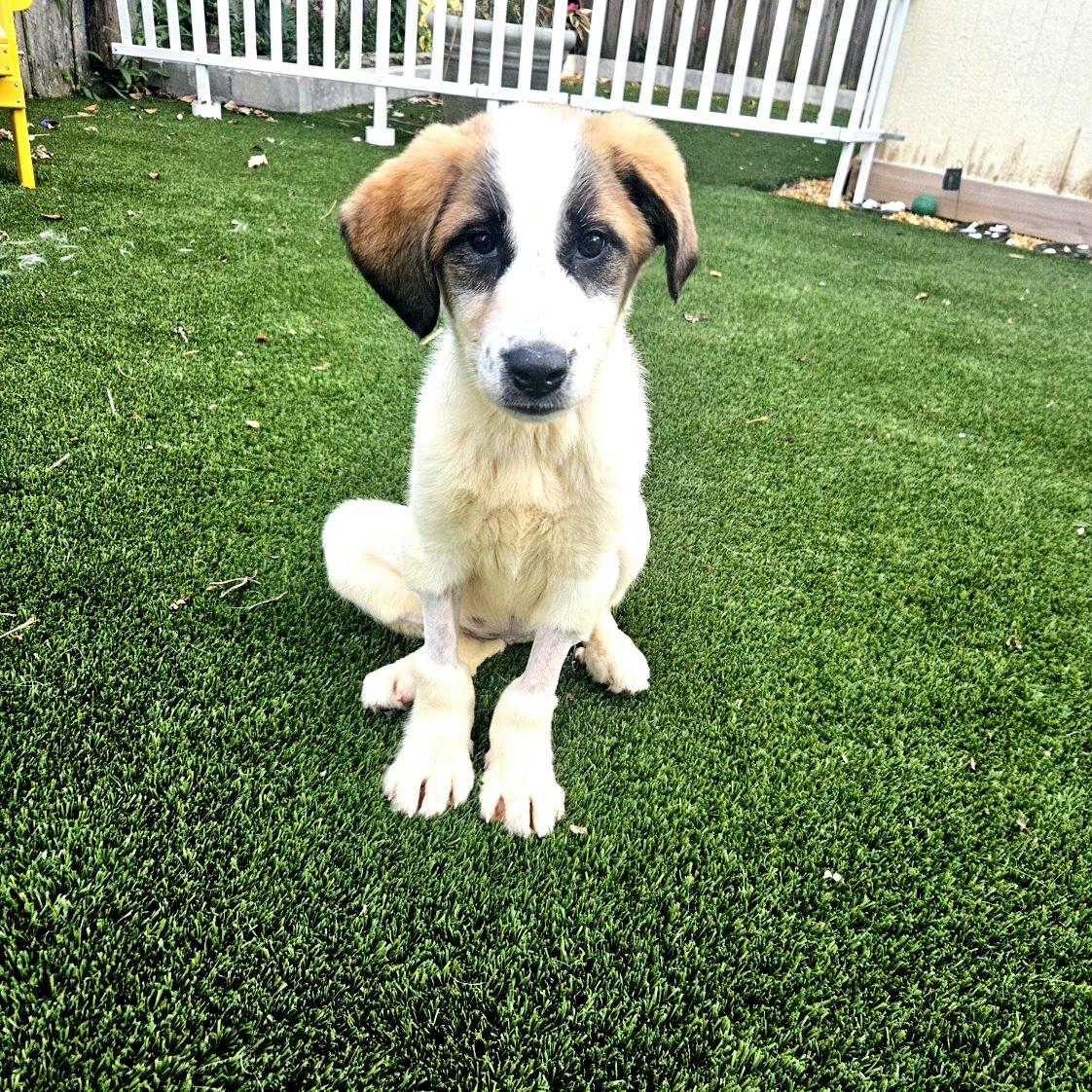 Enlarge Yesterday "Nessie", a ADOPTABLE mixed breed in Oviedo, FL image 2/4