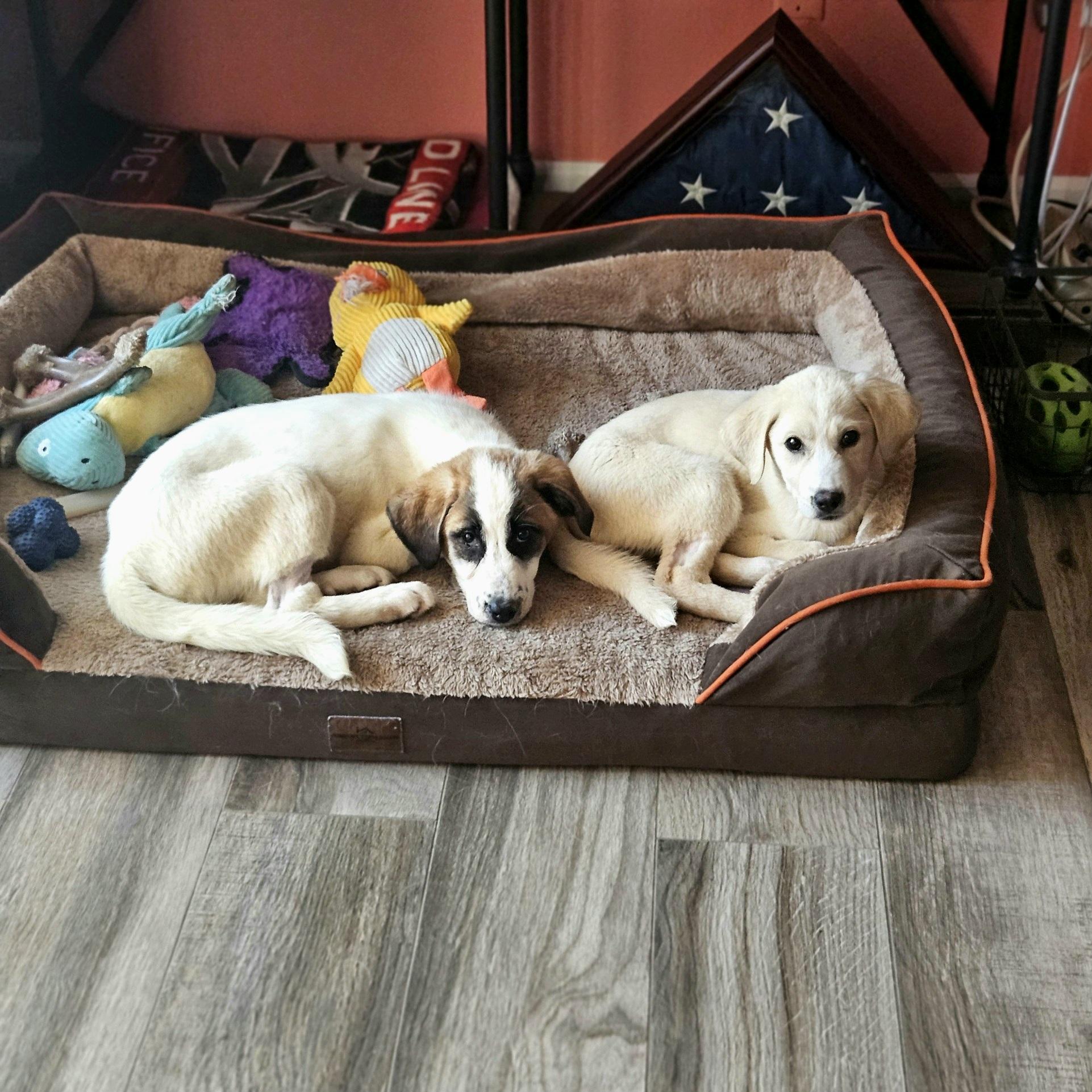 Enlarge Yesterday "Nessie", a ADOPTABLE mixed breed in Oviedo, FL image 4/4