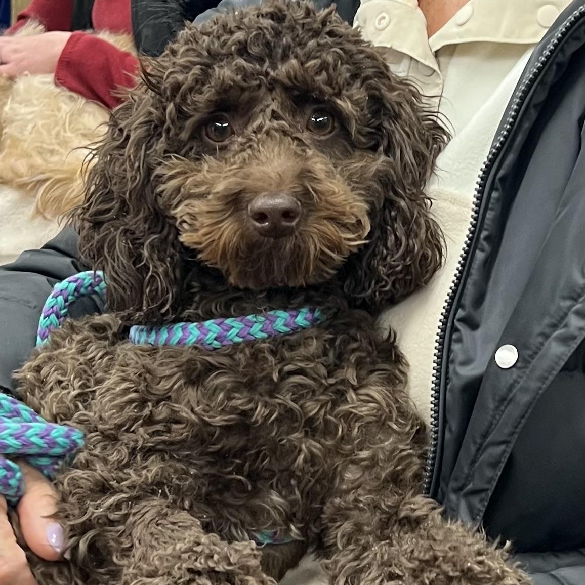 Enlarge Mocha, an adopted mixed breed in Cranford, NJ image 4/4