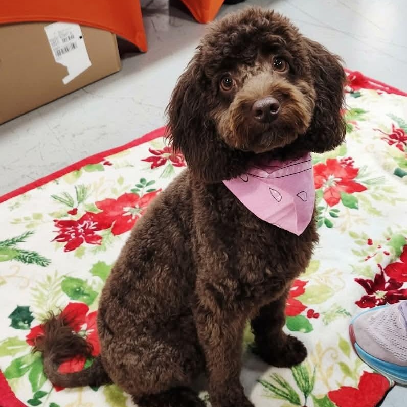 Enlarge Mocha, an adopted mixed breed in Cranford, NJ image 3/4