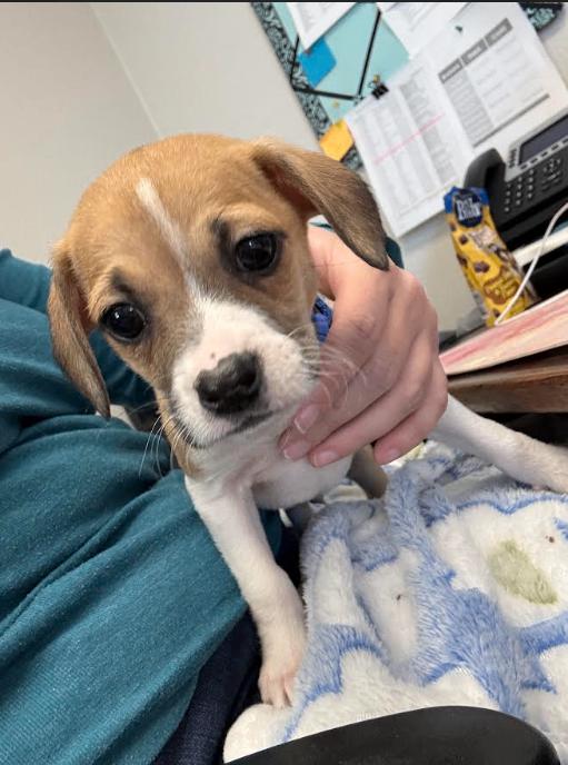 Enlarge Kronk, a Adoptable mixed breed in Fort Collins, CO image 1/1