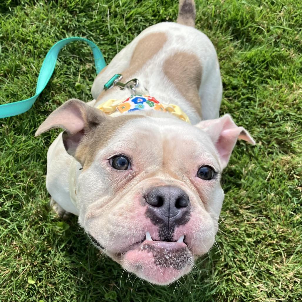 Biscotti, Adoptable, Adult Female French Bulldog & English Bulldog.
