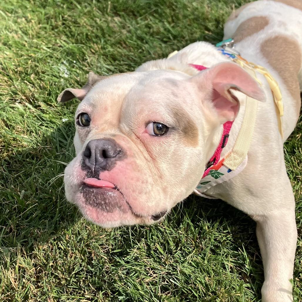 Enlarge Biscotti, a Adoptable mixed breed in Northville, MI image 2/5