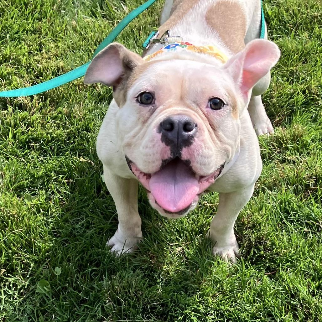 Enlarge Biscotti, a Adoptable mixed breed in Northville, MI image 5/5