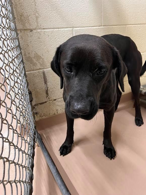 Nancy, Adoptable, Adult Female Labrador Retriever.