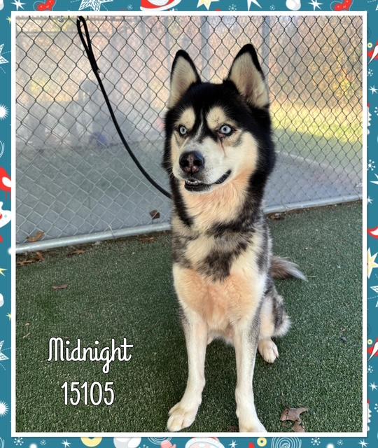 Enlarge MIDNIGHT, a ADOPTABLE Siberian Husky in Marietta, GA image 2/5