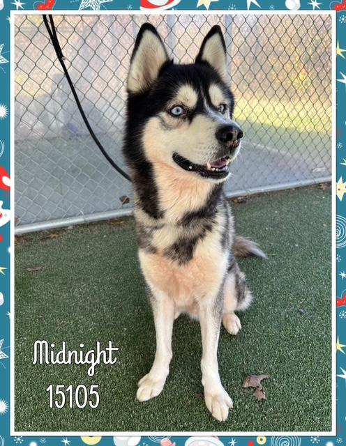 Enlarge MIDNIGHT, a ADOPTABLE Siberian Husky in Marietta, GA image 3/5