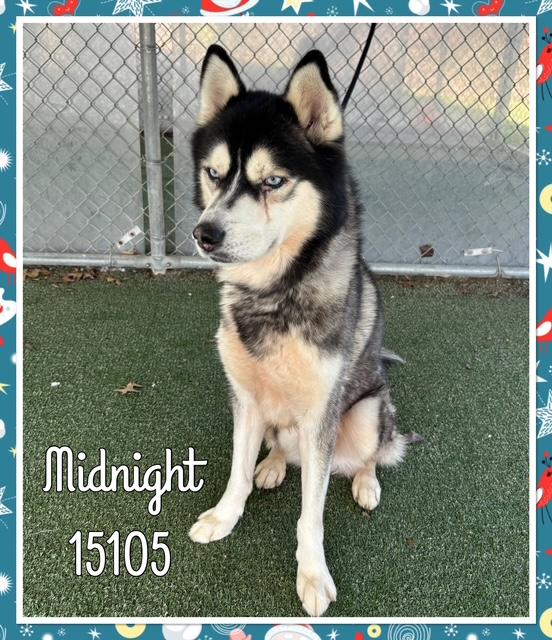 Enlarge MIDNIGHT, a ADOPTABLE Siberian Husky in Marietta, GA image 4/5