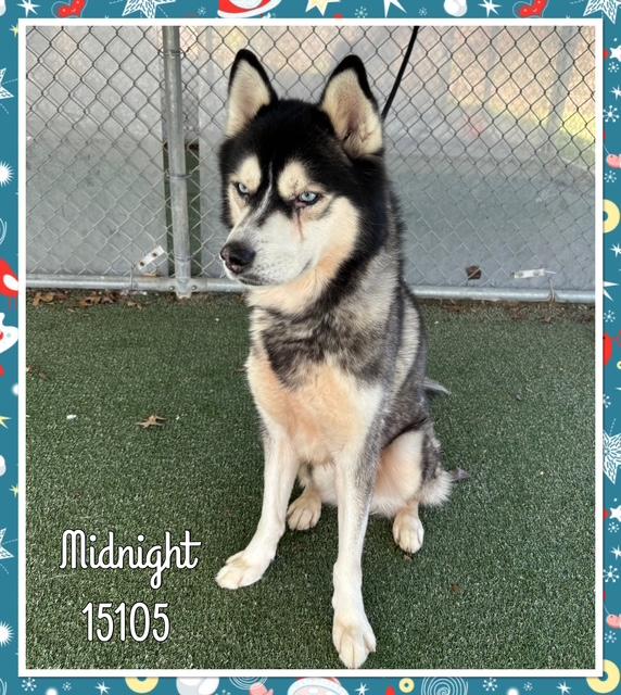 Enlarge MIDNIGHT, a ADOPTABLE Siberian Husky in Marietta, GA image 5/5