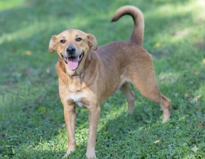 Buster, Adoptable, Adult Male Hound & Mixed Breed.