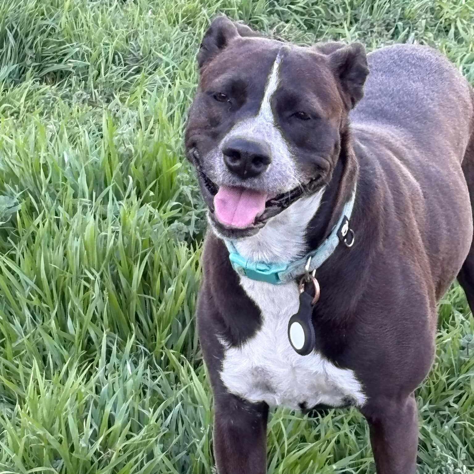 Cardi B, a Adoptable mixed breed in Broken Arrow, OK image 2/6