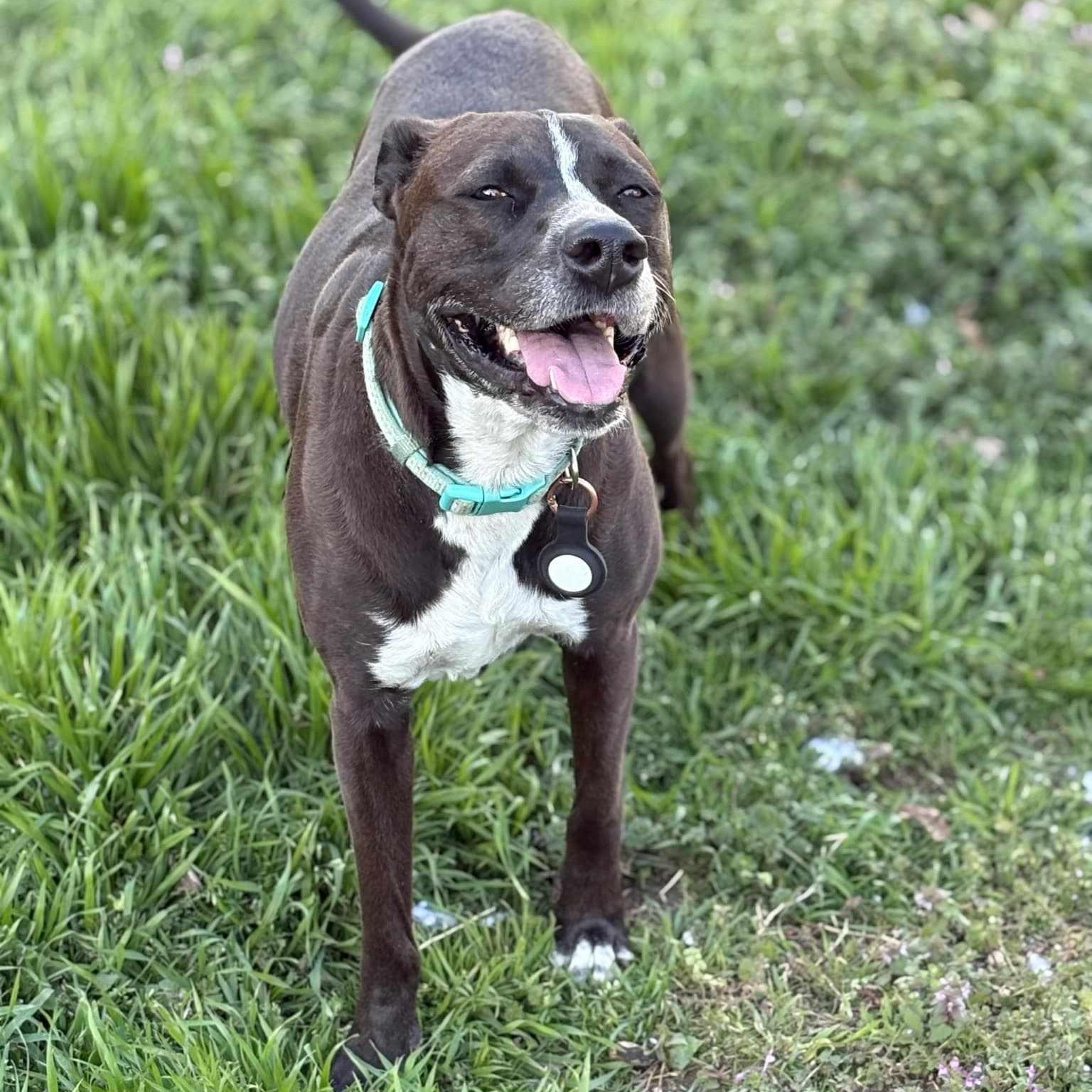 Cardi B, a Adoptable mixed breed in Broken Arrow, OK image 5/6