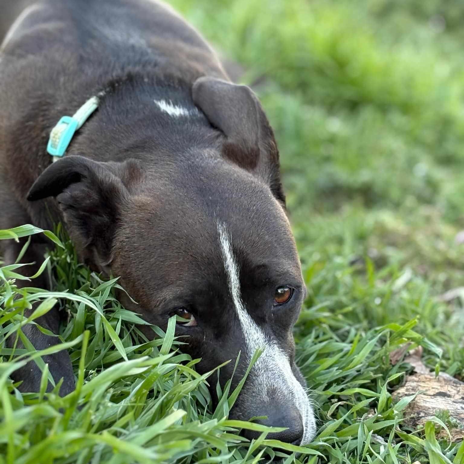 Cardi B, a Adoptable mixed breed in Broken Arrow, OK image 4/6