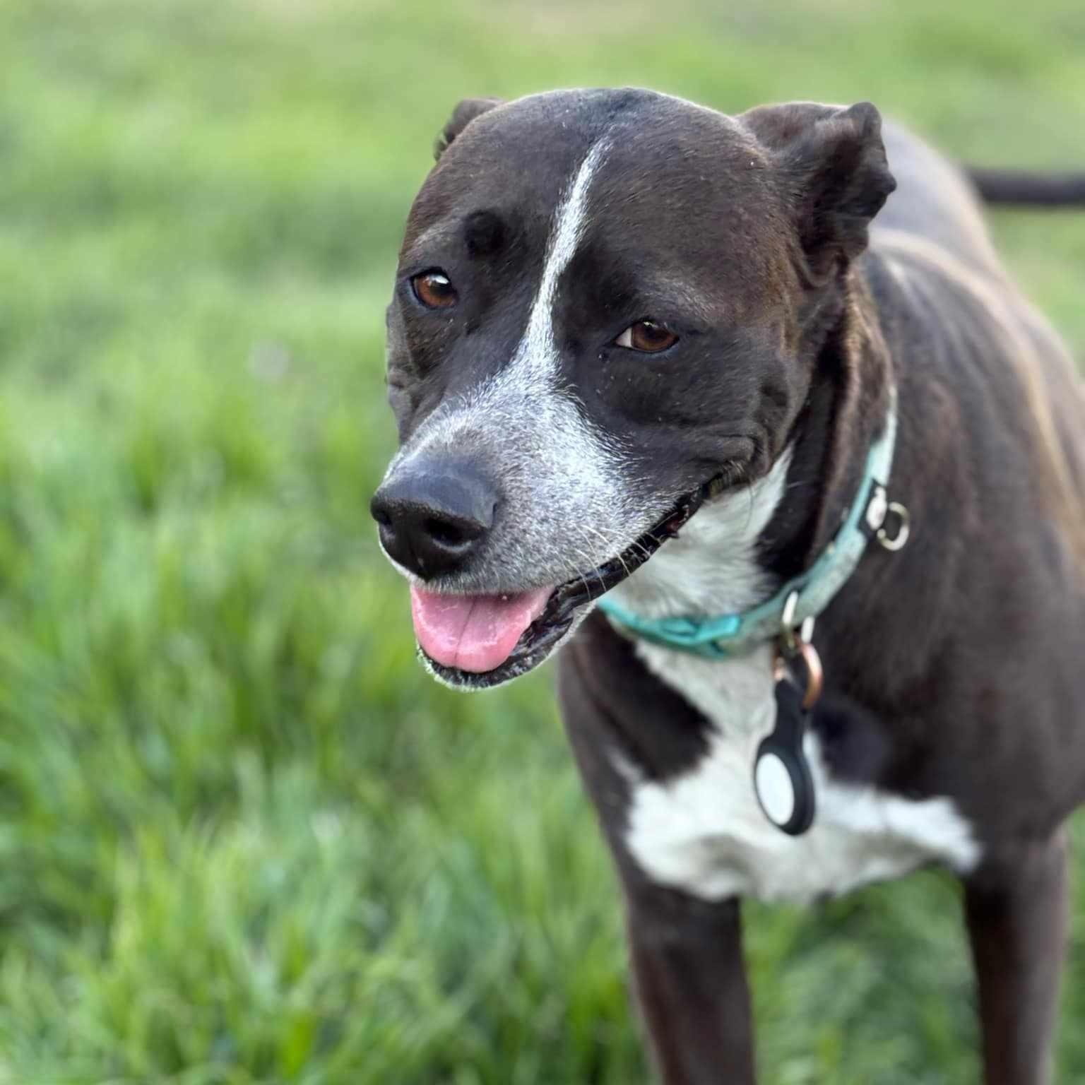 Cardi B, a Adoptable mixed breed in Broken Arrow, OK image 6/6