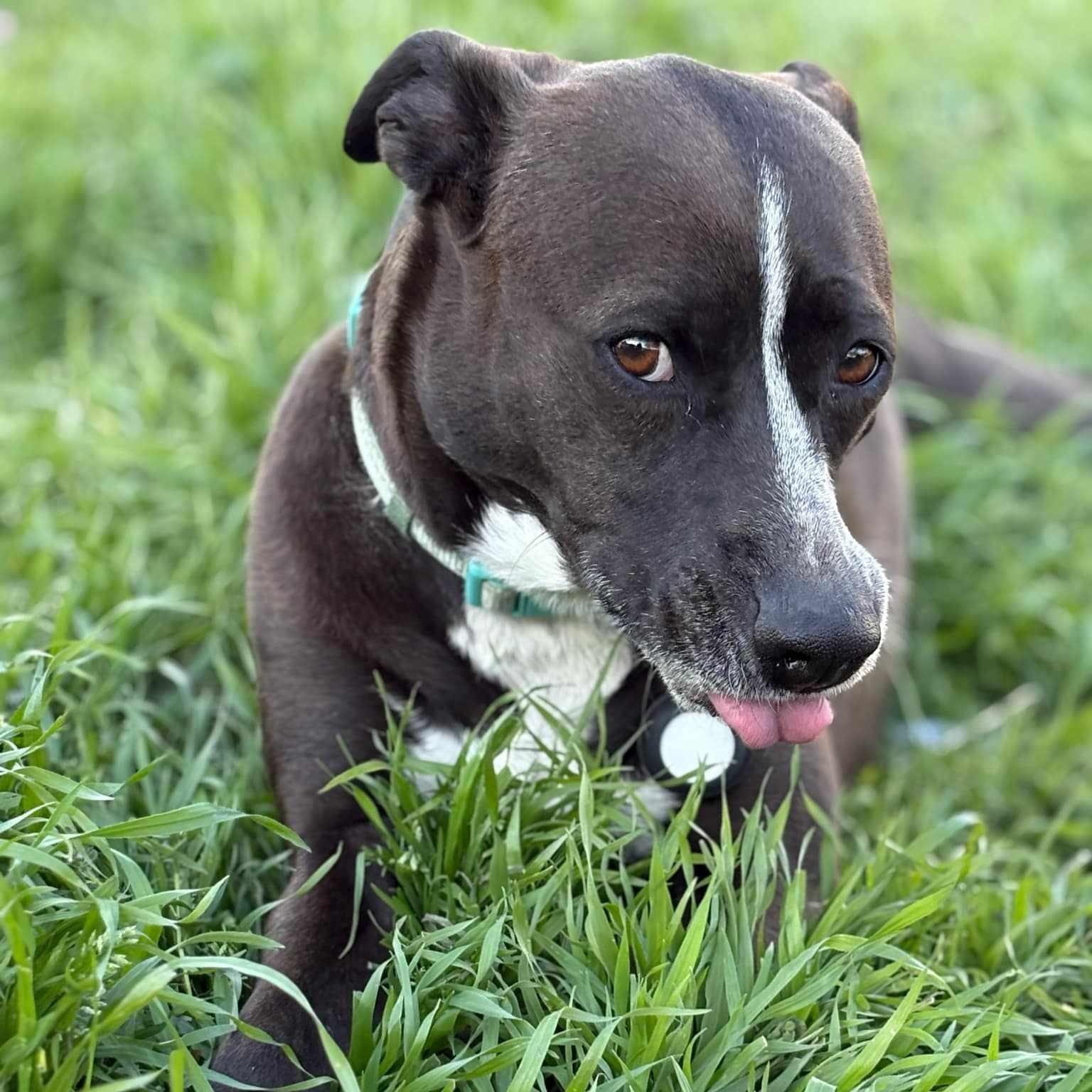 Cardi B, a Adoptable mixed breed in Broken Arrow, OK image 3/6