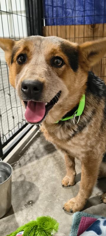 Chica, Adoptable, Adult Female Australian Cattle Dog / Blue Heeler & Mixed Breed.