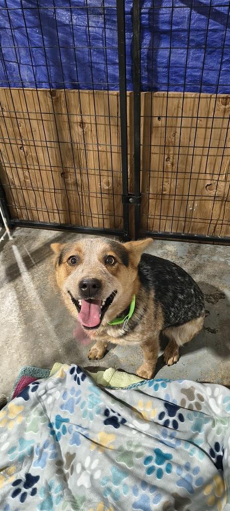 Enlarge Chica, a Adoptable mixed breed in Moses Lake, WA image 2/2