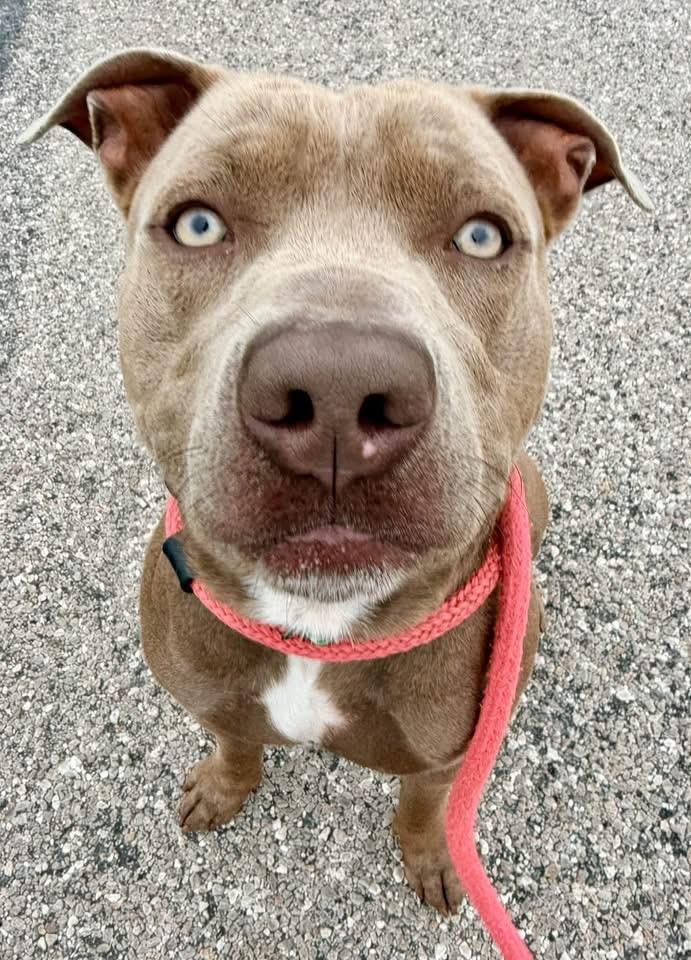 Enlarge Ozzy, a Adoptable mixed breed in Dillsburg, PA image 1/6