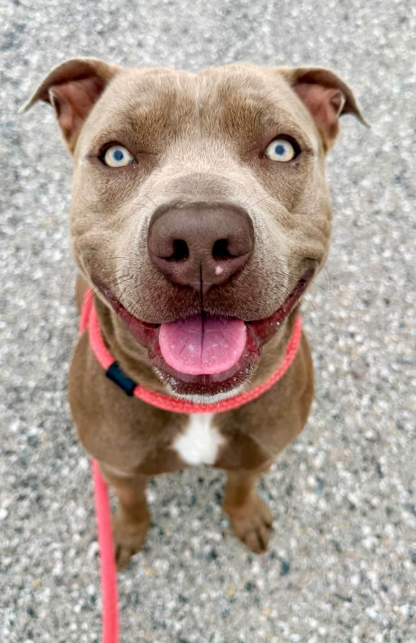 Enlarge Ozzy, a Adoptable mixed breed in Dillsburg, PA image 2/6