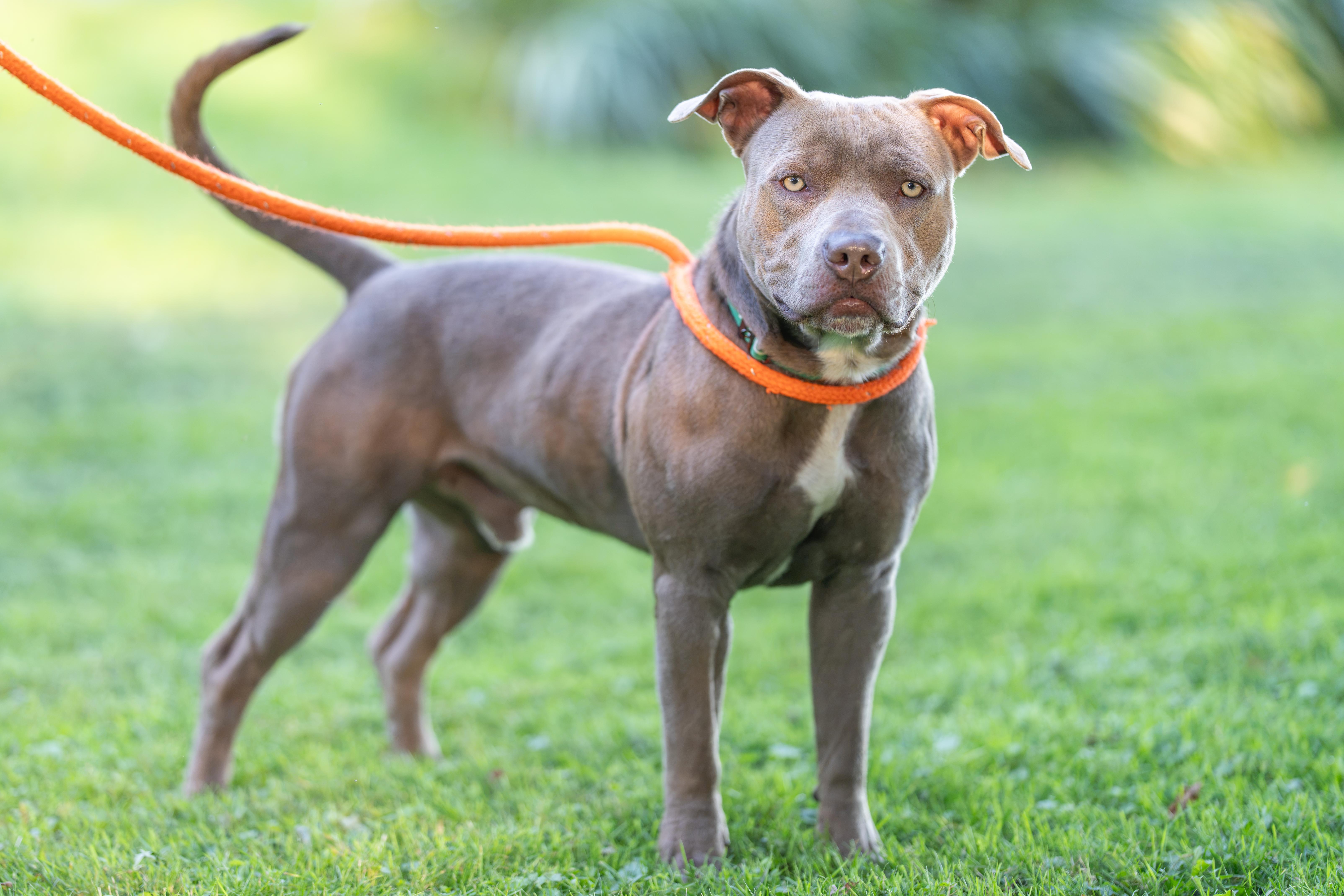 Enlarge Ozzy, a Adoptable mixed breed in Dillsburg, PA image 3/6
