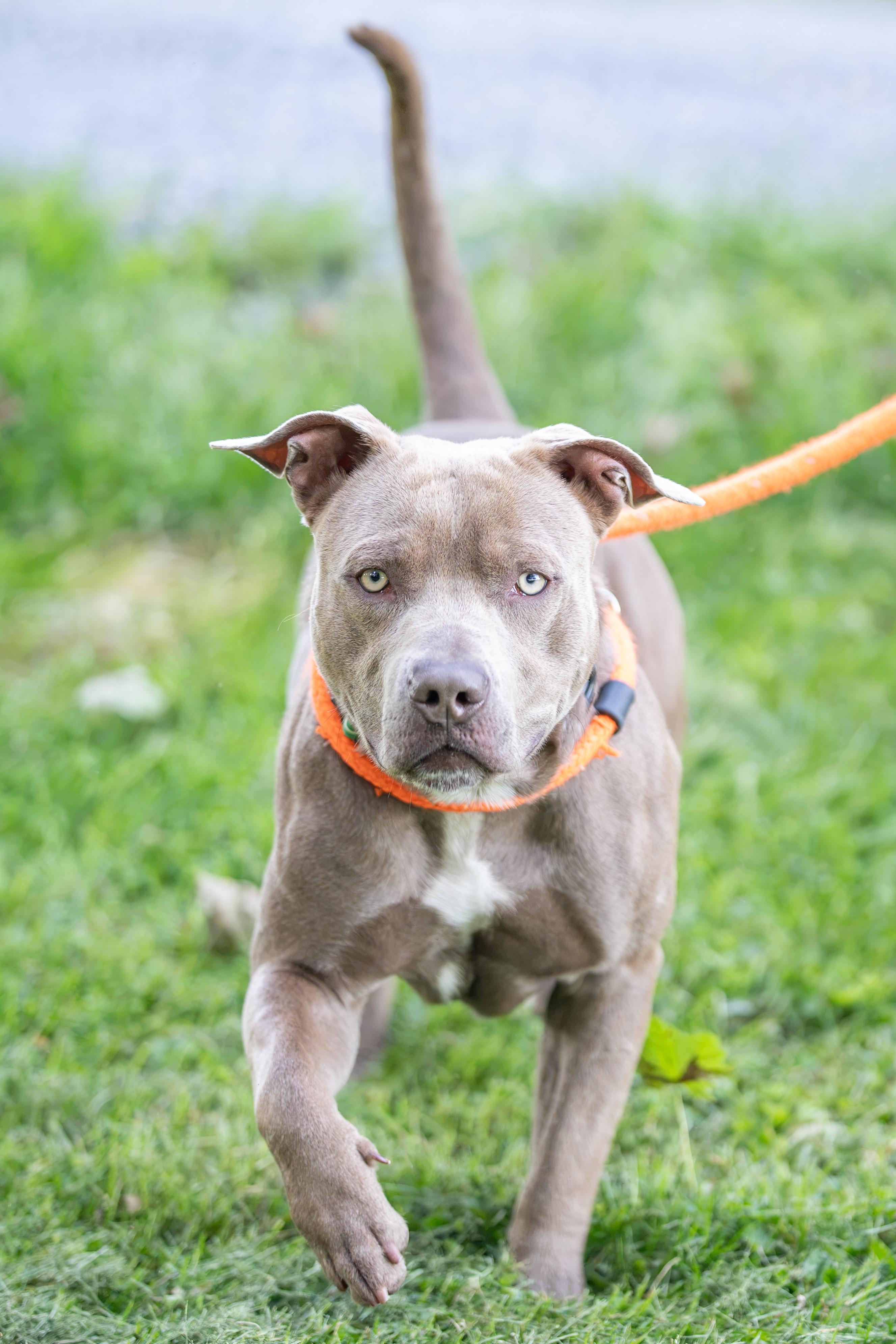 Enlarge Ozzy, a Adoptable mixed breed in Dillsburg, PA image 4/6