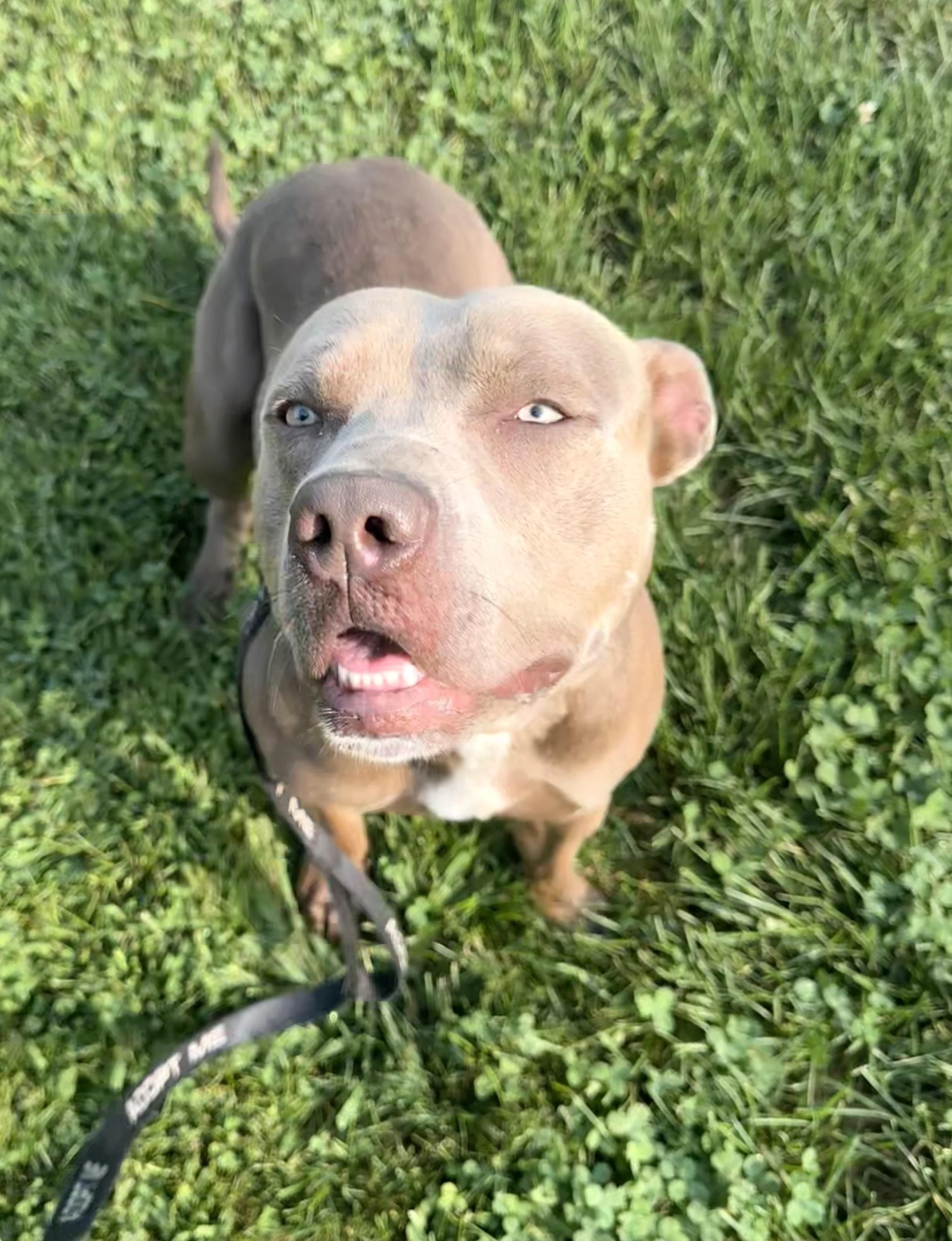 Enlarge Ozzy, a Adoptable mixed breed in Dillsburg, PA image 5/6