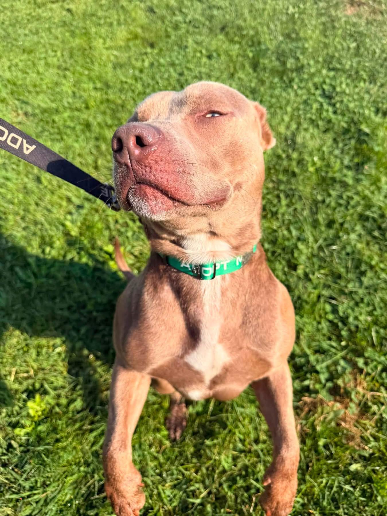 Enlarge Ozzy, a Adoptable mixed breed in Dillsburg, PA image 6/6