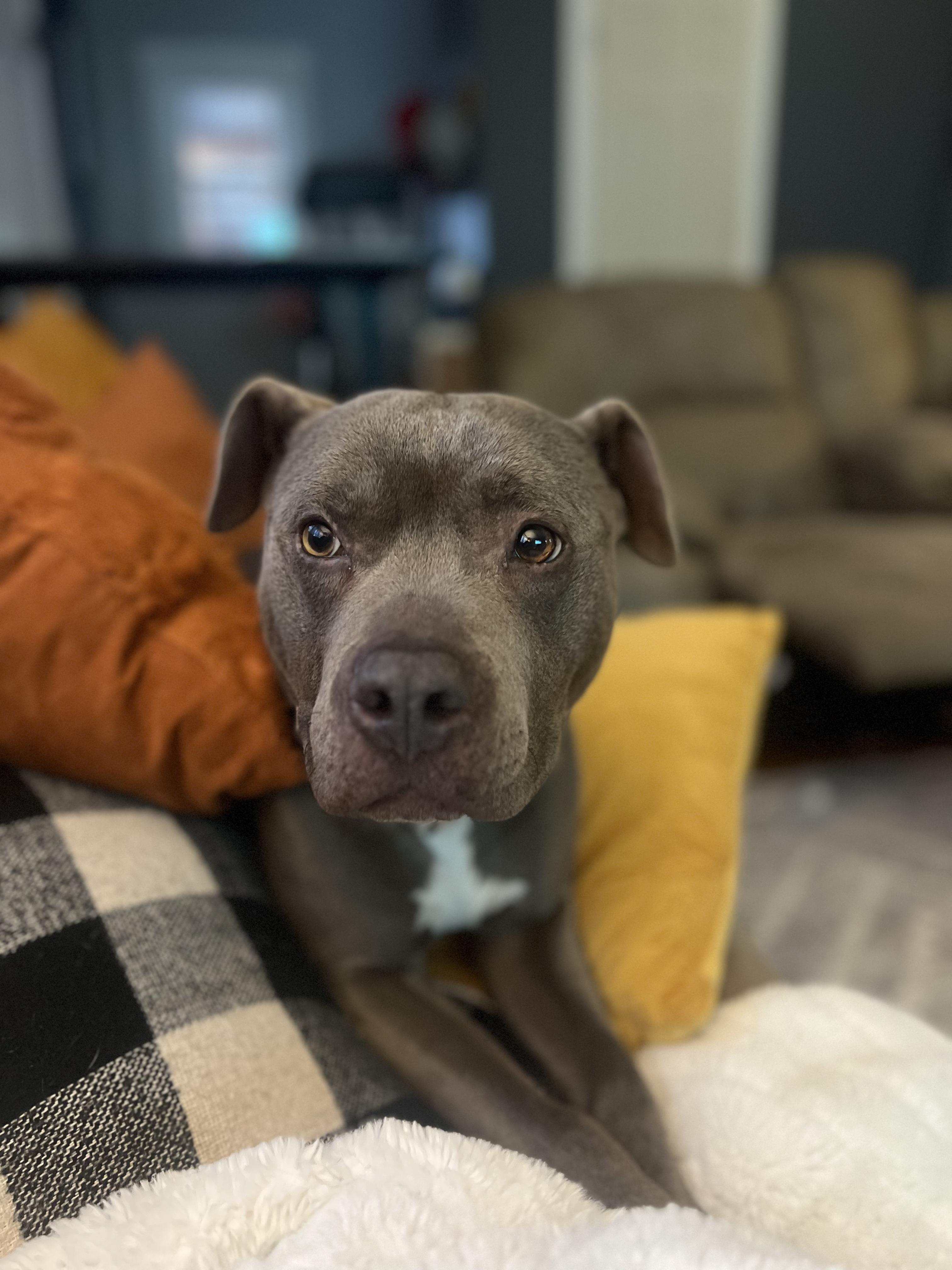 Louie, a Adoptable Mixed Breed in Elmira, NY image 2/6