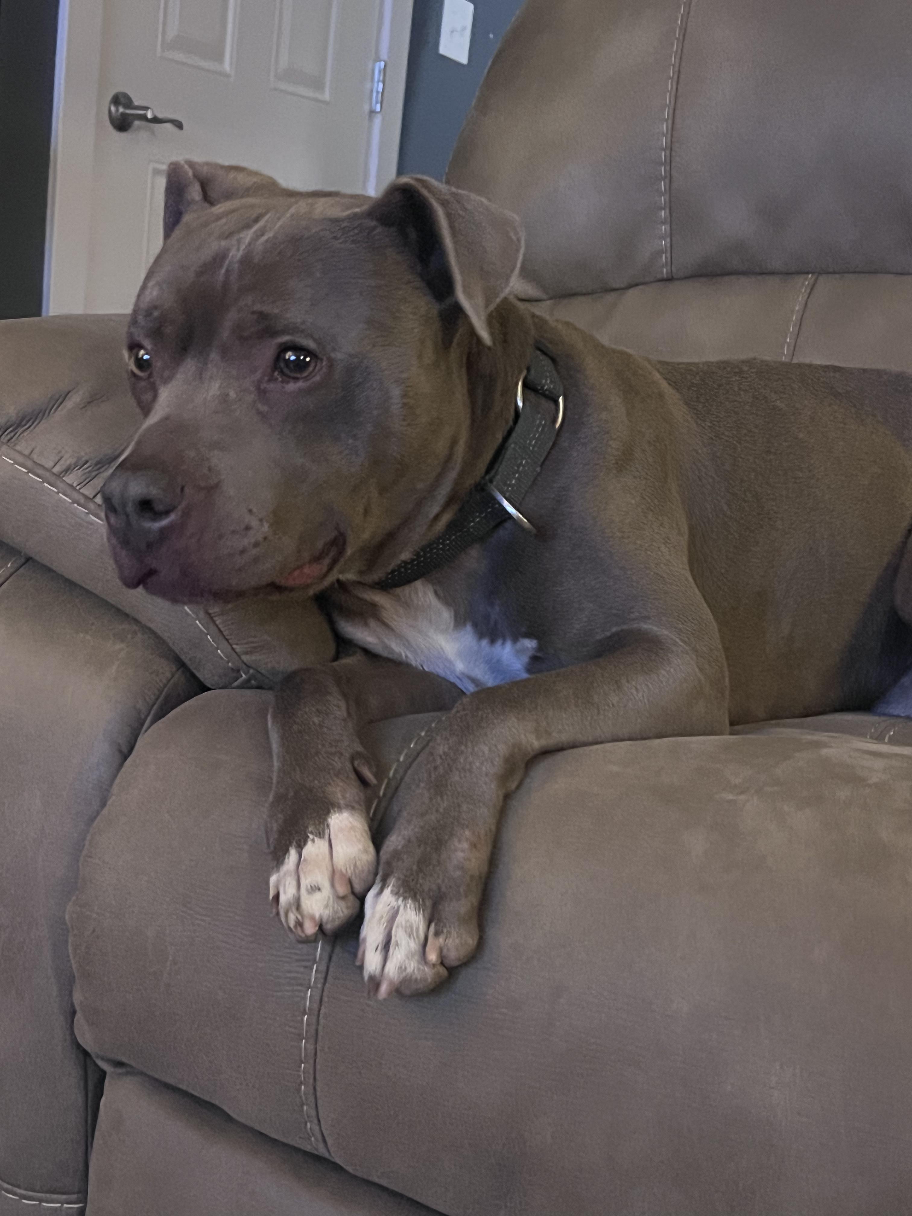 Louie, a Adoptable Mixed Breed in Elmira, NY image 3/6