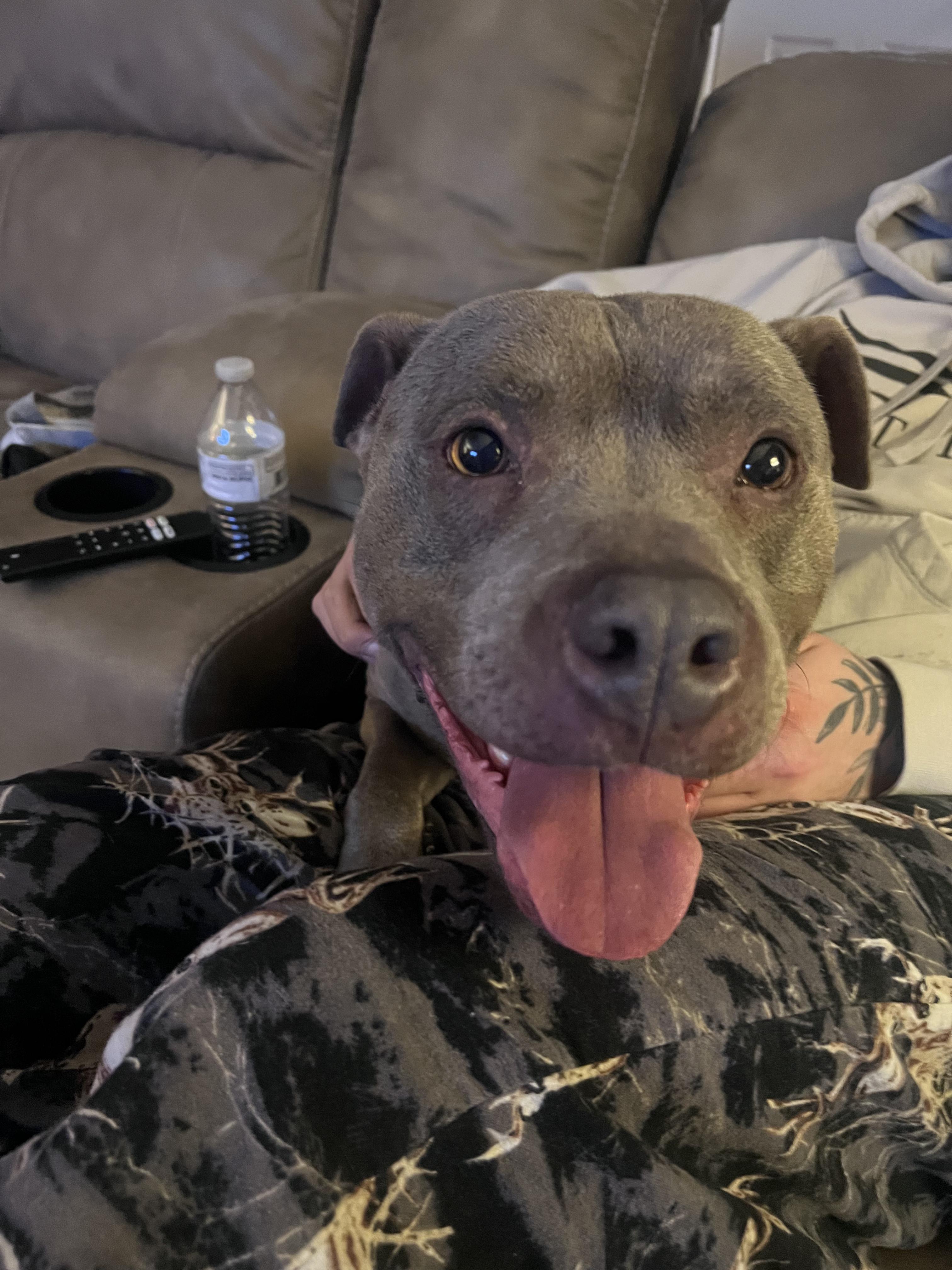 Louie, a Adoptable Mixed Breed in Elmira, NY image 1/6