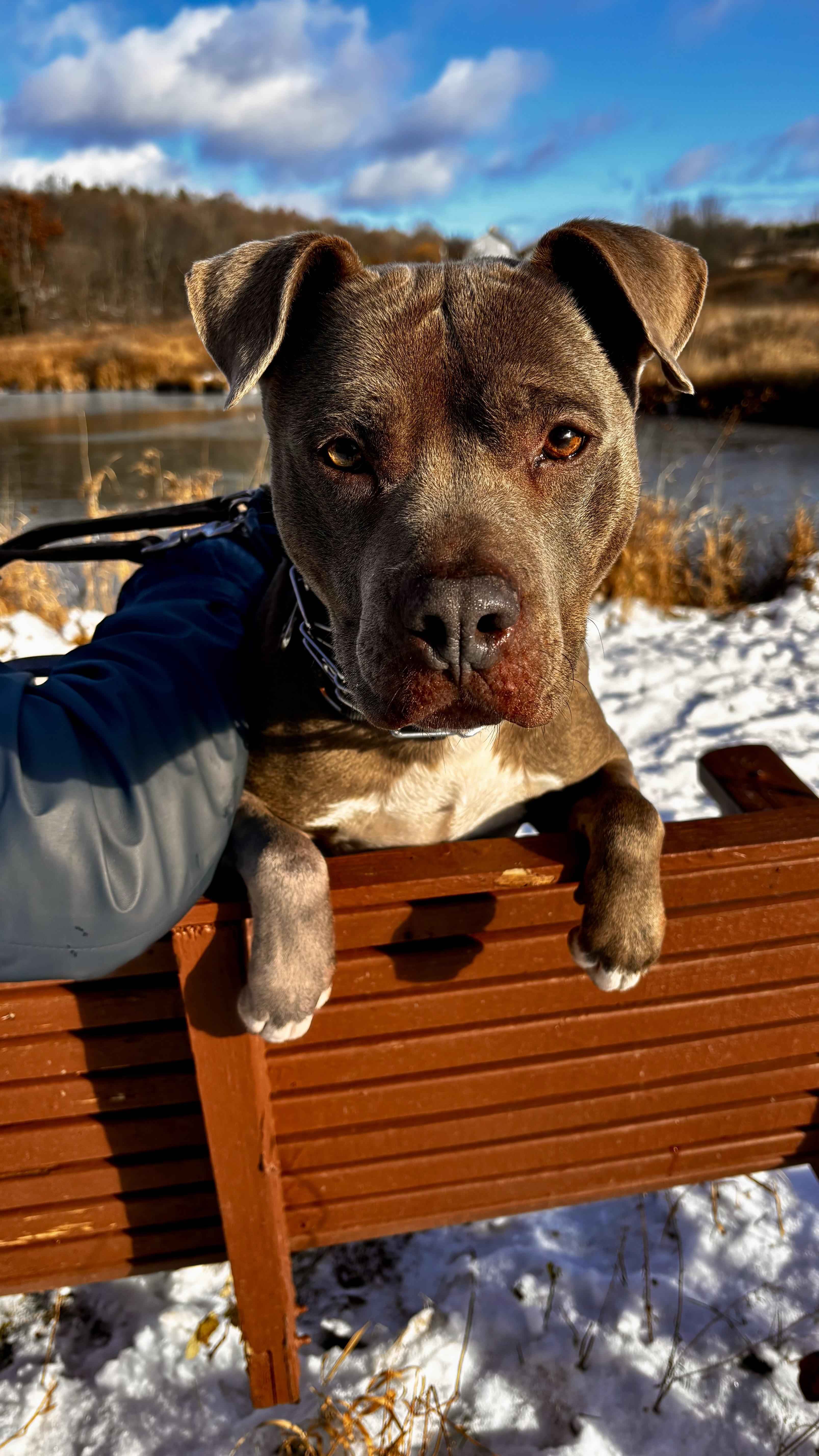 Louie, a Adoptable Mixed Breed in Elmira, NY image 4/6
