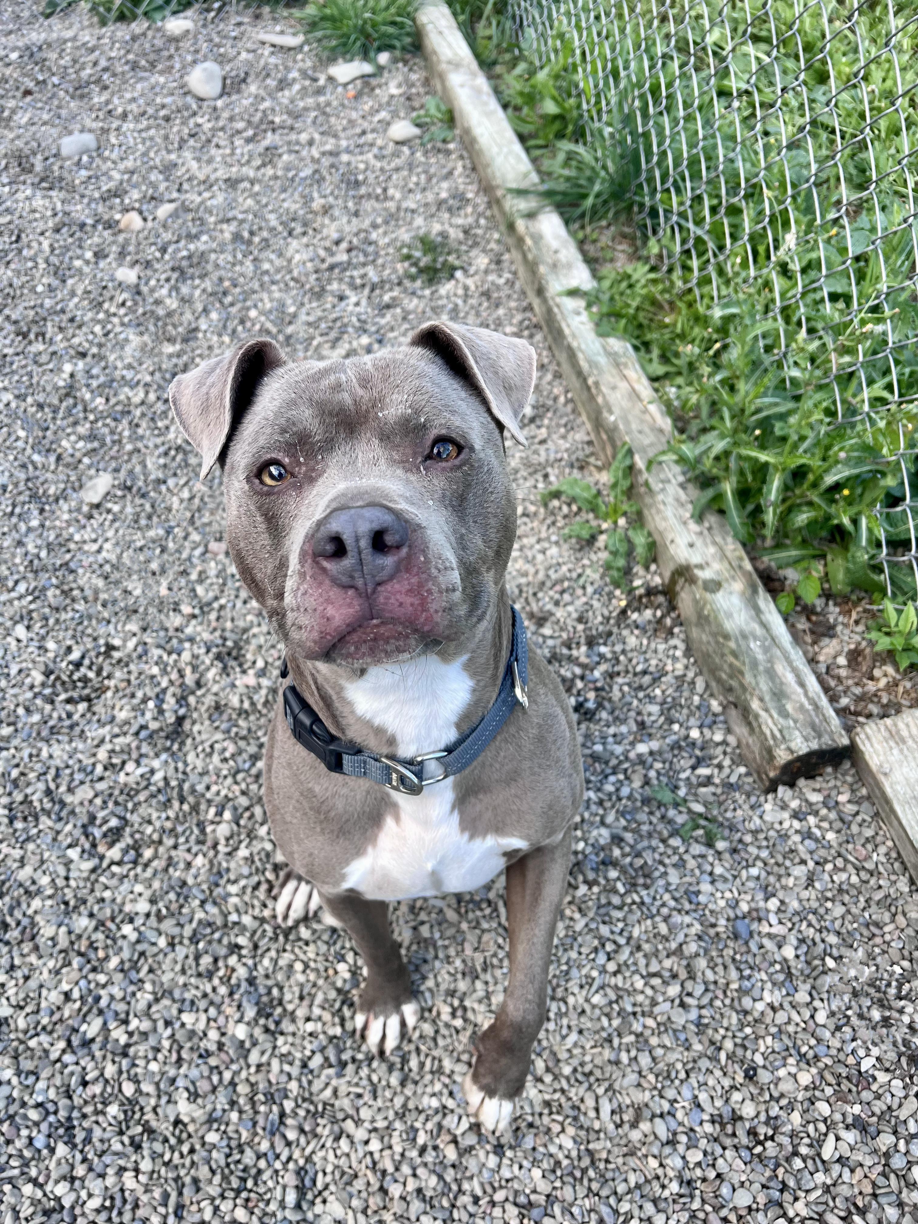 Louie, a Adoptable Mixed Breed in Elmira, NY image 5/6