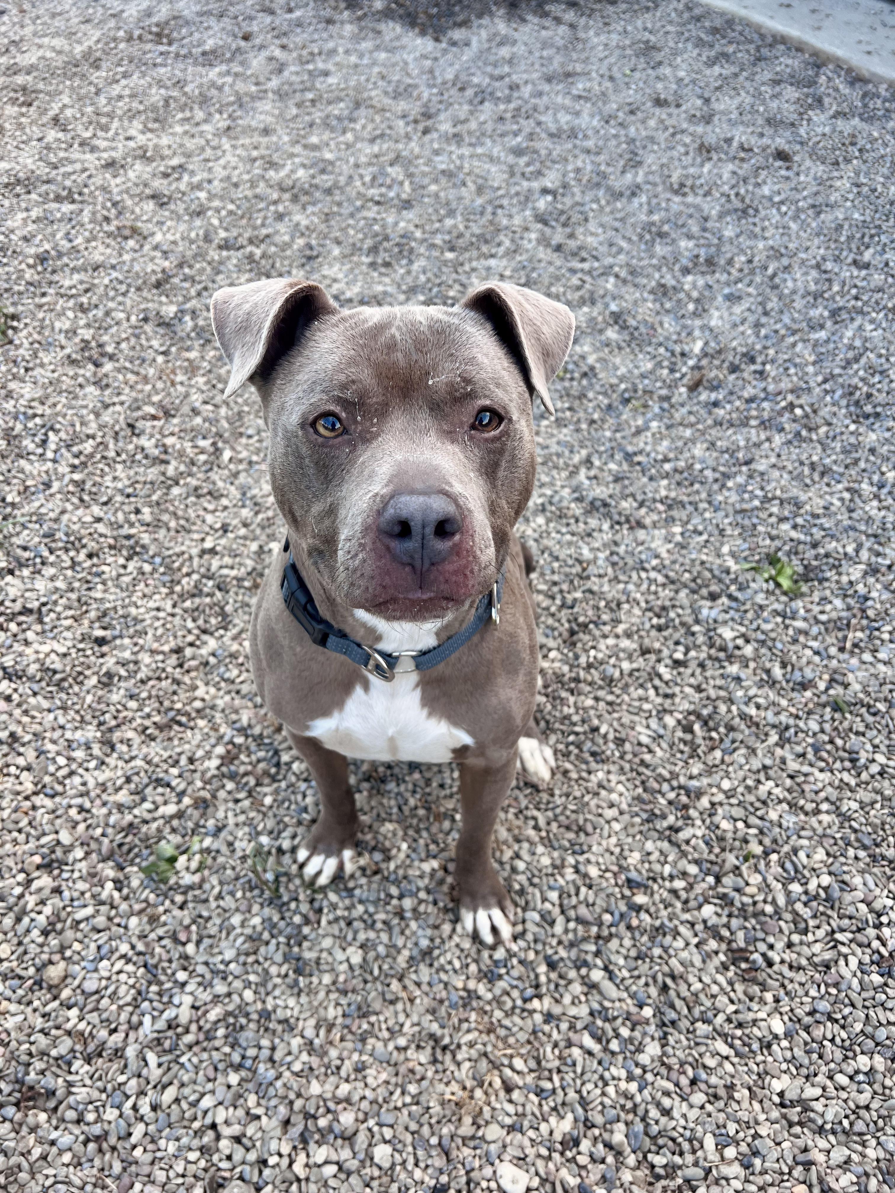 Louie, a Adoptable Mixed Breed in Elmira, NY image 6/6