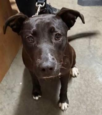Enlarge Lottie, a Adoptable Mixed Breed in North Myrtle Beach, SC image 3/4