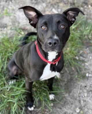 Lottie, Adoptable, Young Female Mixed Breed.