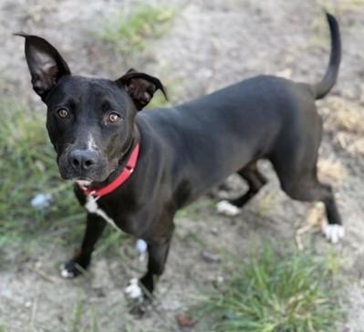 Enlarge Lottie, a Adoptable Mixed Breed in North Myrtle Beach, SC image 2/4