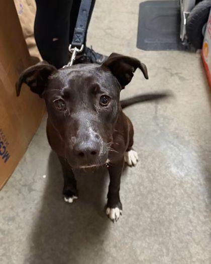 Enlarge Lottie, a Adoptable Mixed Breed in North Myrtle Beach, SC image 4/4