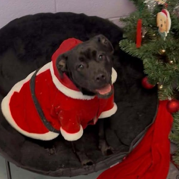 Stevie, adoptable, Puppy Female French Bulldog & Pit Bull Terrier.