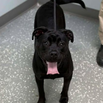 Enlarge Stevie, a ADOPTABLE mixed breed in Bardstown, KY image 1/6