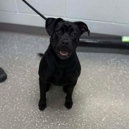 Enlarge Stevie, a ADOPTABLE mixed breed in Bardstown, KY image 2/6