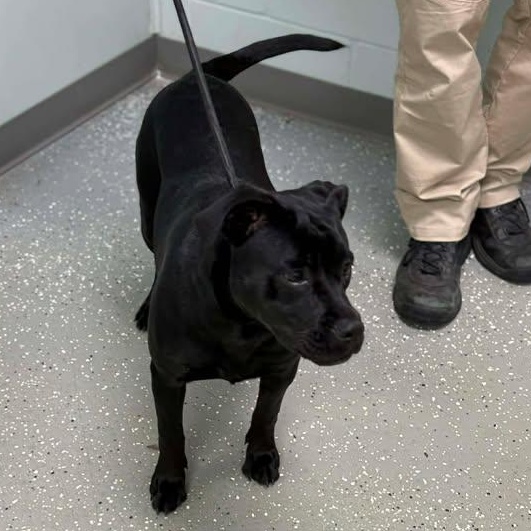 Enlarge Stevie, a ADOPTABLE mixed breed in Bardstown, KY image 3/6