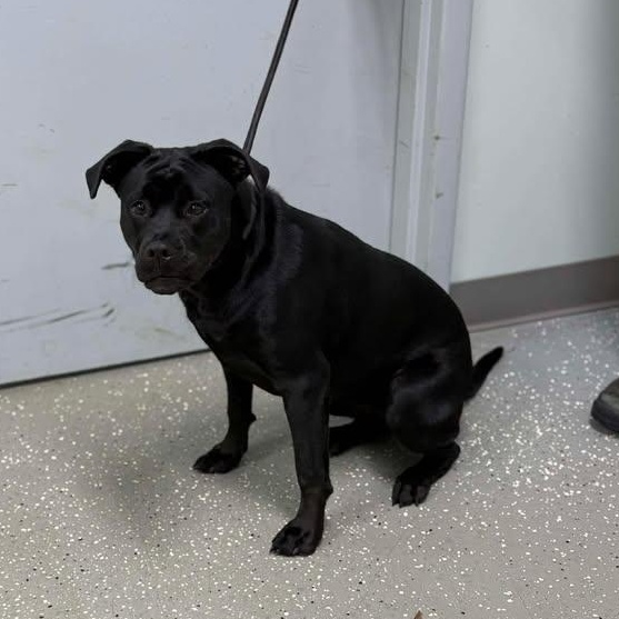 Enlarge Stevie, a ADOPTABLE mixed breed in Bardstown, KY image 4/6