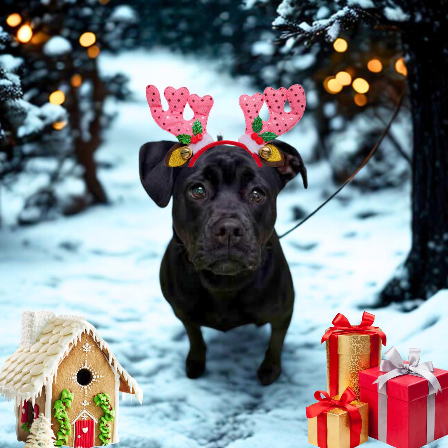 Enlarge Stevie, a ADOPTABLE mixed breed in Bardstown, KY image 5/6