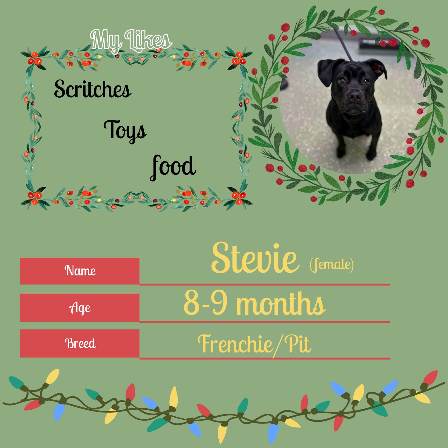 Enlarge Stevie, a ADOPTABLE mixed breed in Bardstown, KY image 6/6