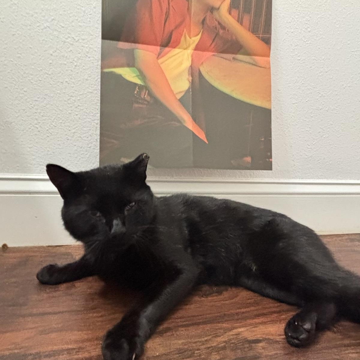 WinWin, adopted, Young Male Bombay & Domestic Short Hair.