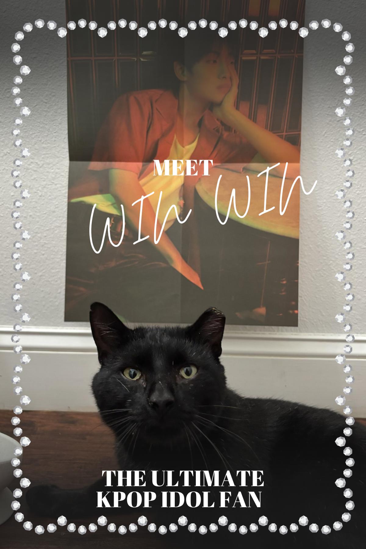 WinWin, an adopted mixed breed in Westville, NJ image 2/6