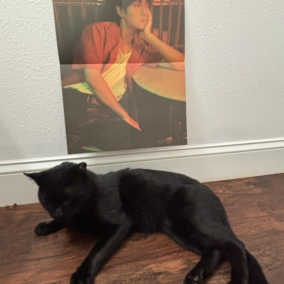 WinWin, an adopted mixed breed in Westville, NJ image 3/6